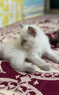 گربه بریتیش اسکاتیش