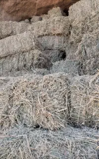 یونجه