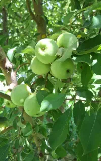 سیب گلاب شیرین  ۱۰۰۰۰۰