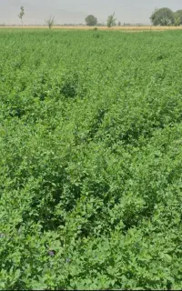 یونجه تازه چین