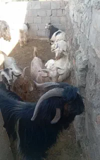 فروش بز