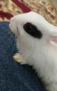 خرگوش