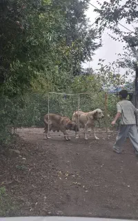 واگذاری سگ پژدر و سراب