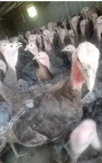 بوقلمون سالم سرحال