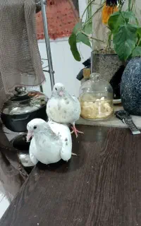 کبوتر مناسب دستی شدن
