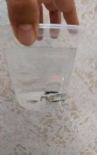 ماهی گوپی فول بلک