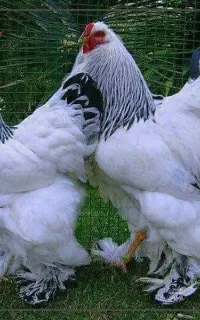 تخم نطفه دار برهما