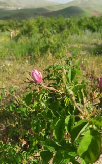 استخدام نیروی کار