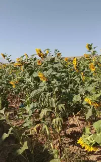 زمین کشاورزی شهرستان شوط روستای کش آرخی