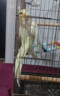 عروس هلندی دستی و رام