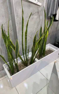 گل سانوریا با گلدان و کاور