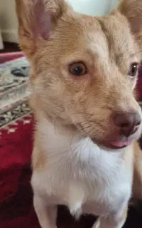 جفتگیری  سگ