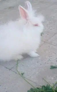 خرگوش