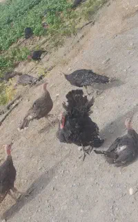 بوقلمون زنده گوشتی