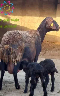 میش هترو (چندقلوزا)
