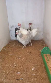 فروش  یکجاچهار مرغ محلی کرچشو در بندرانزلی