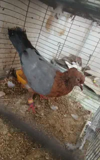 کفتر کبوتر نر