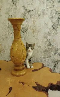 گربه