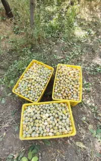 آلو بخارا درجه یک