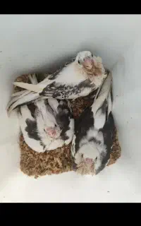 عروس هلندی گمشده