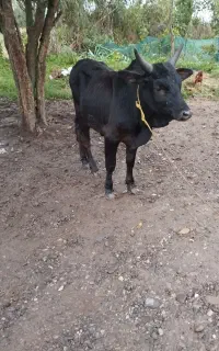 ورزا کوله