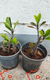 گل و گیاه باغچه حیاط