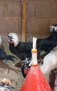 جوجه خروس لهستانی