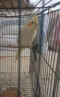 عروس هلندی