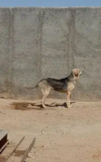 واگذاری