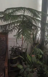 کاج مطبق بزرگ