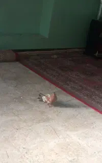 کبوتر کله ای