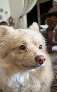 پامر روباهی بازیگوش