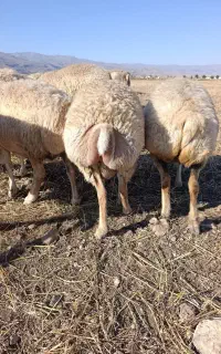 فروش گوسفند 38عدد همشون ابستن