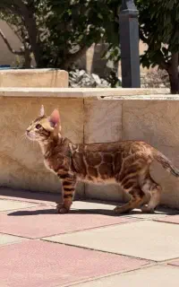 پذیرش گربه