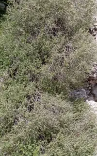 آویشن پهن برگ خوش عطرجنوب