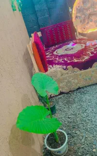 تخت پنج نفره