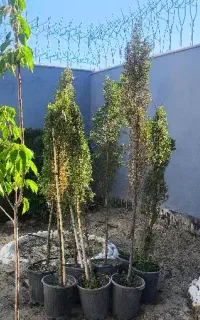 نهال کاج سرو
