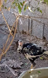 خروس لاری اصل