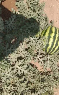 هندوانه