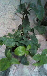 گل‌های شاداب
