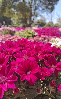 مترجم زبان ترکی استانبولی(ترکی به فارسی و بالعکس)