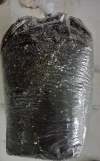 خاک گل و گیاه و گلدان