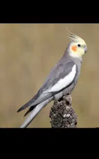 گمشده عروس هلندی