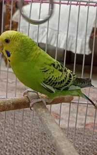 مرغ عشق ماده تازه بالغ جوان و شیطون و سالم