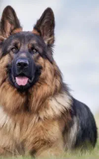 سگ ژرمن