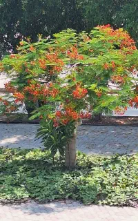 رهن کامل غرفه ۱۹ متری تجاری  در قلب جزیره کیش