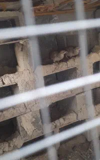 جفت بلدرچین بالغ