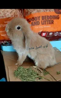 خرگوش لوپ و خرگوش جرسی نروماده مولد خانگی