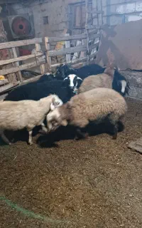 بره گوسفند