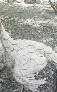 بوقلمون بیوتی
